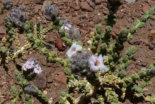 Aloysia deserticola (Rika rika) — photo