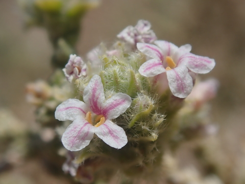 Aloysia deserticola