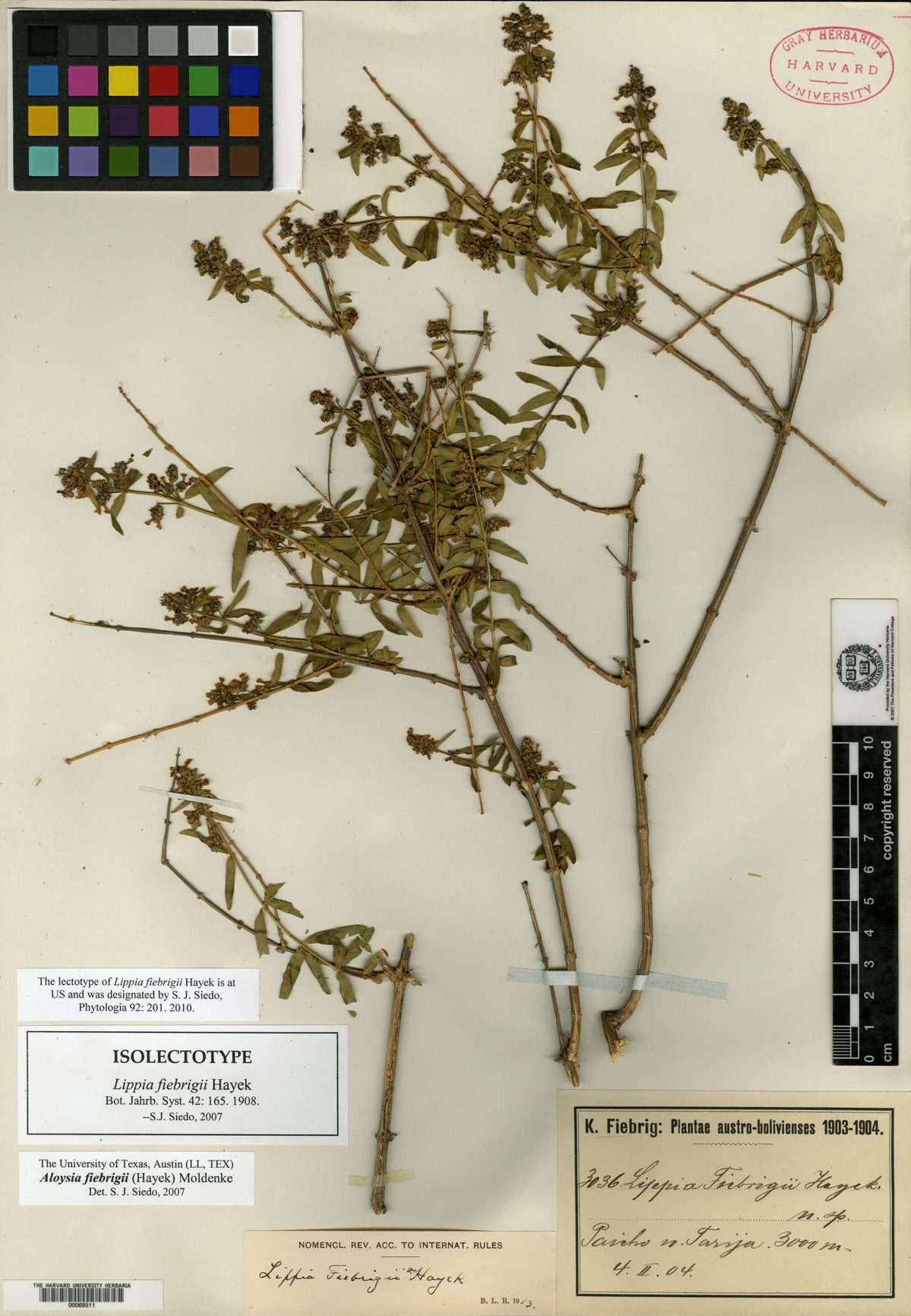 Aloysia fiebrigii — photo