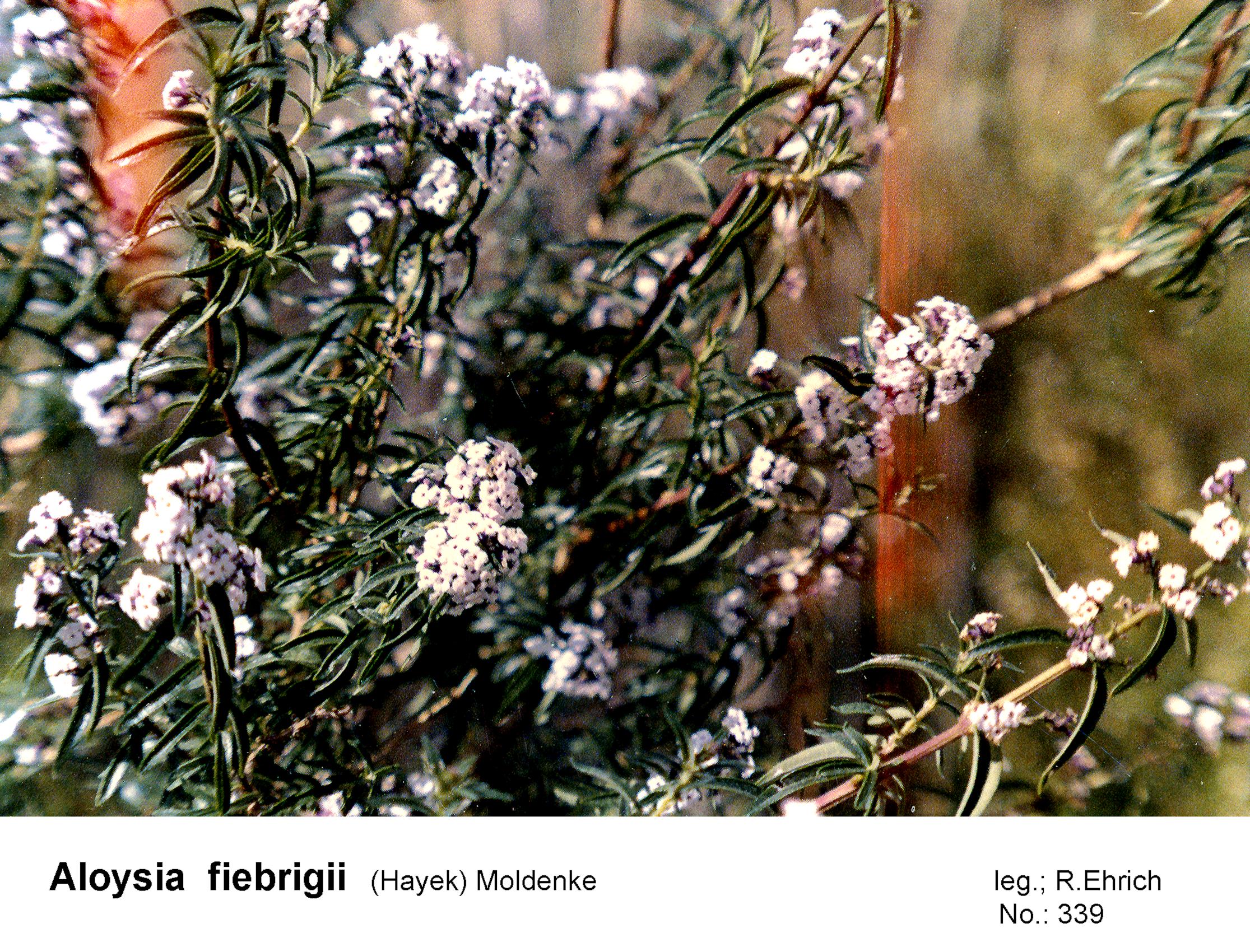 Aloysia fiebrigii