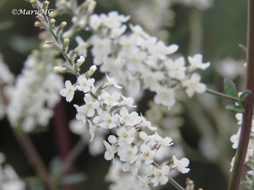 Aloysia gratissima (Texas white bush) — photo