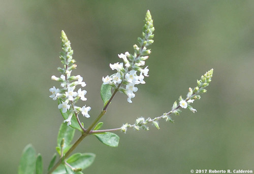 Aloysia gratissima (Texas white bush) — photo
