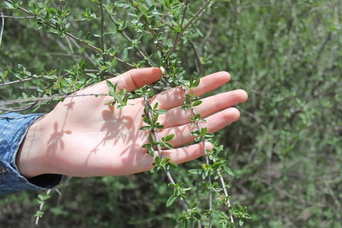 Aloysia gratissima