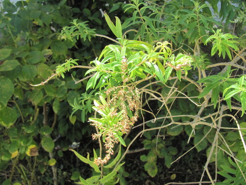Aloysia triphylla (Lemon verbena) — photo