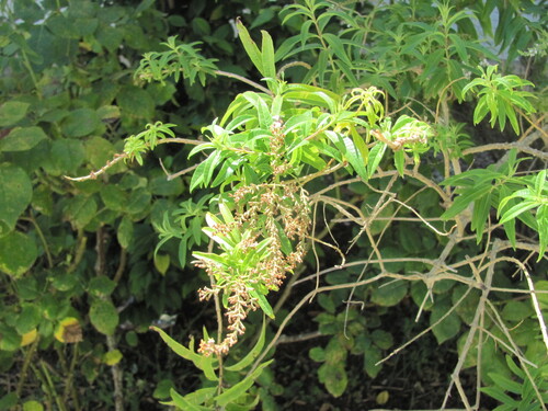 Aloysia triphylla (Lemon verbena) — photo
