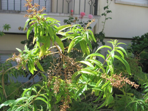 Aloysia triphylla