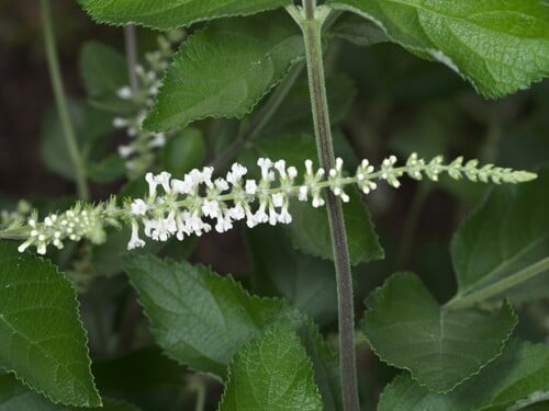 Aloysia virgata (Twiggy aloysia) — photo