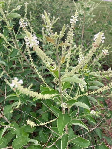 Aloysia virgata (Twiggy aloysia) — photo