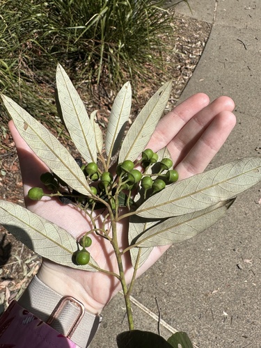 Alphitonia excelsa (Soap tree) — photo