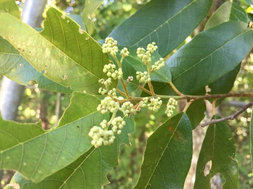 Alphitonia excelsa