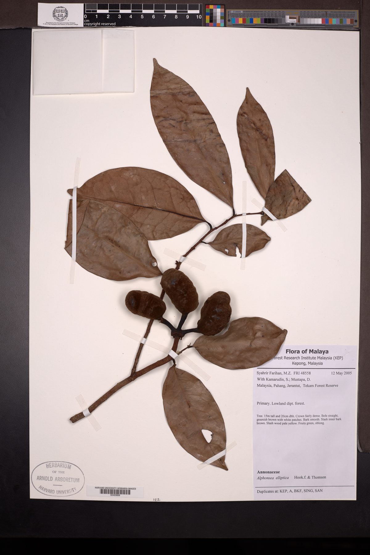 Alphonsea elliptica (Tree Banana) — photo