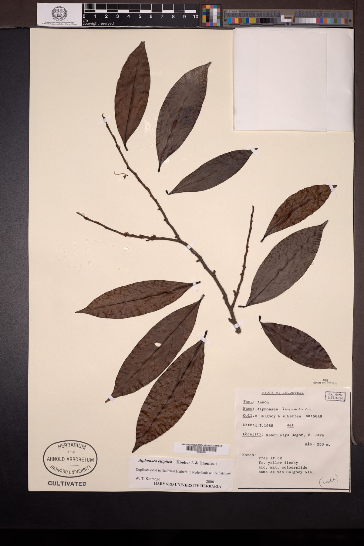 Alphonsea elliptica (Tree Banana) — photo