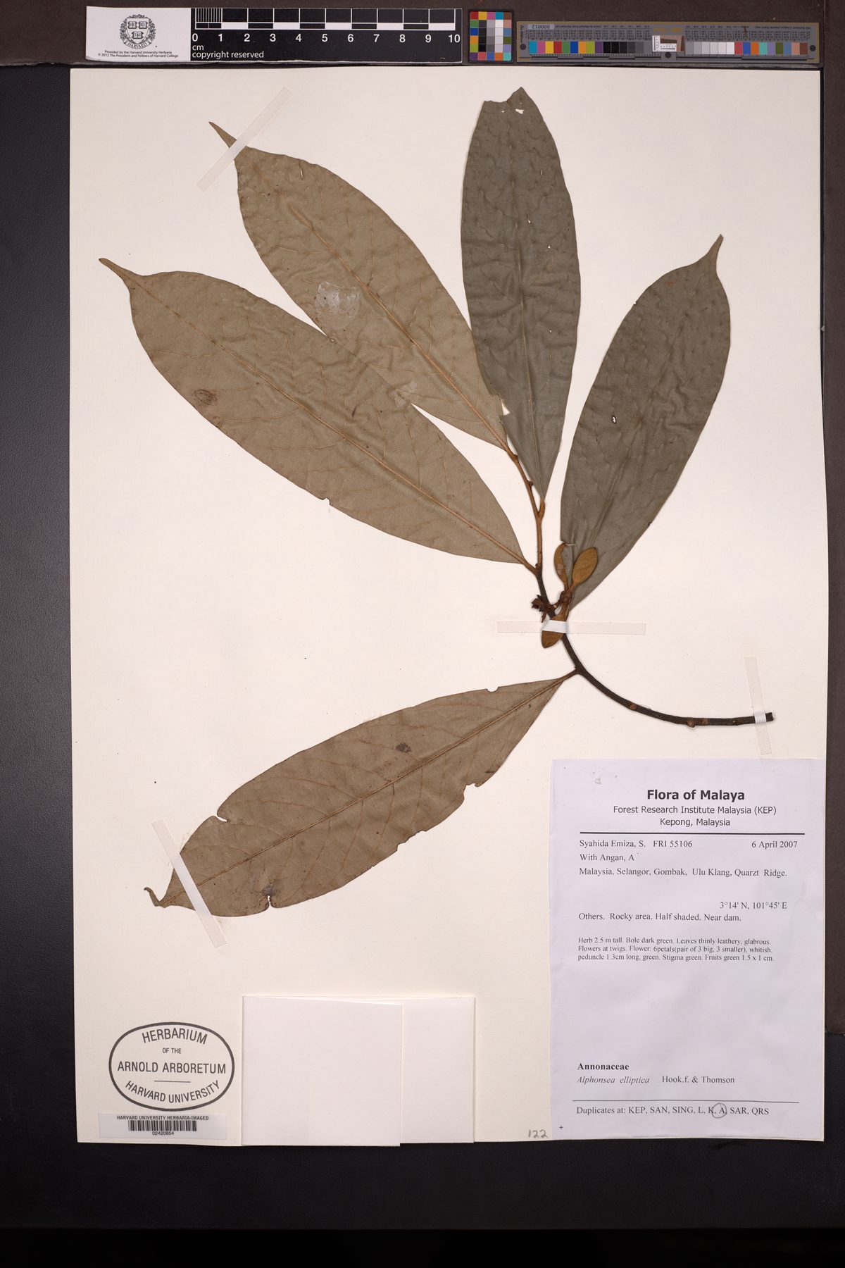 Alphonsea elliptica