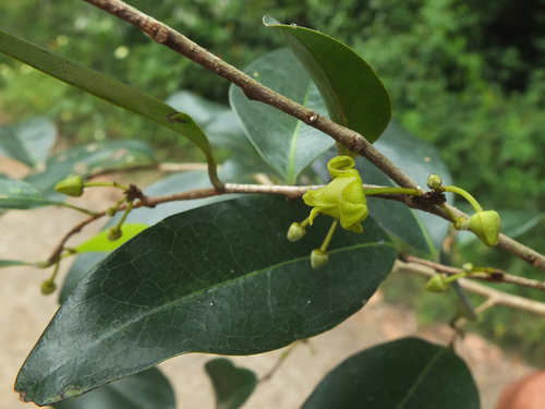 Alphonsea lutea — photo