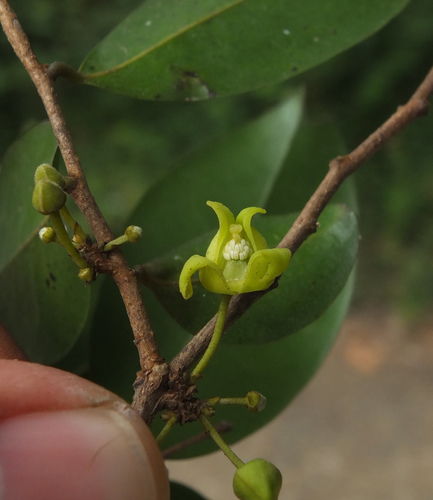 Alphonsea lutea — photo