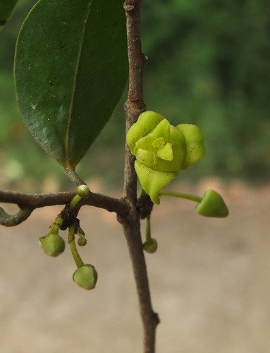 Alphonsea lutea