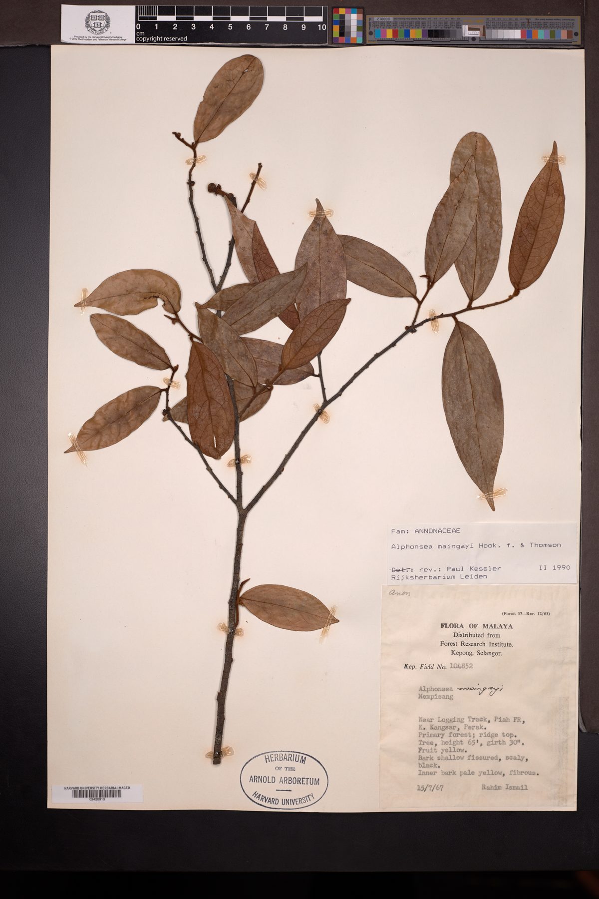 Alphonsea maingayi — photo