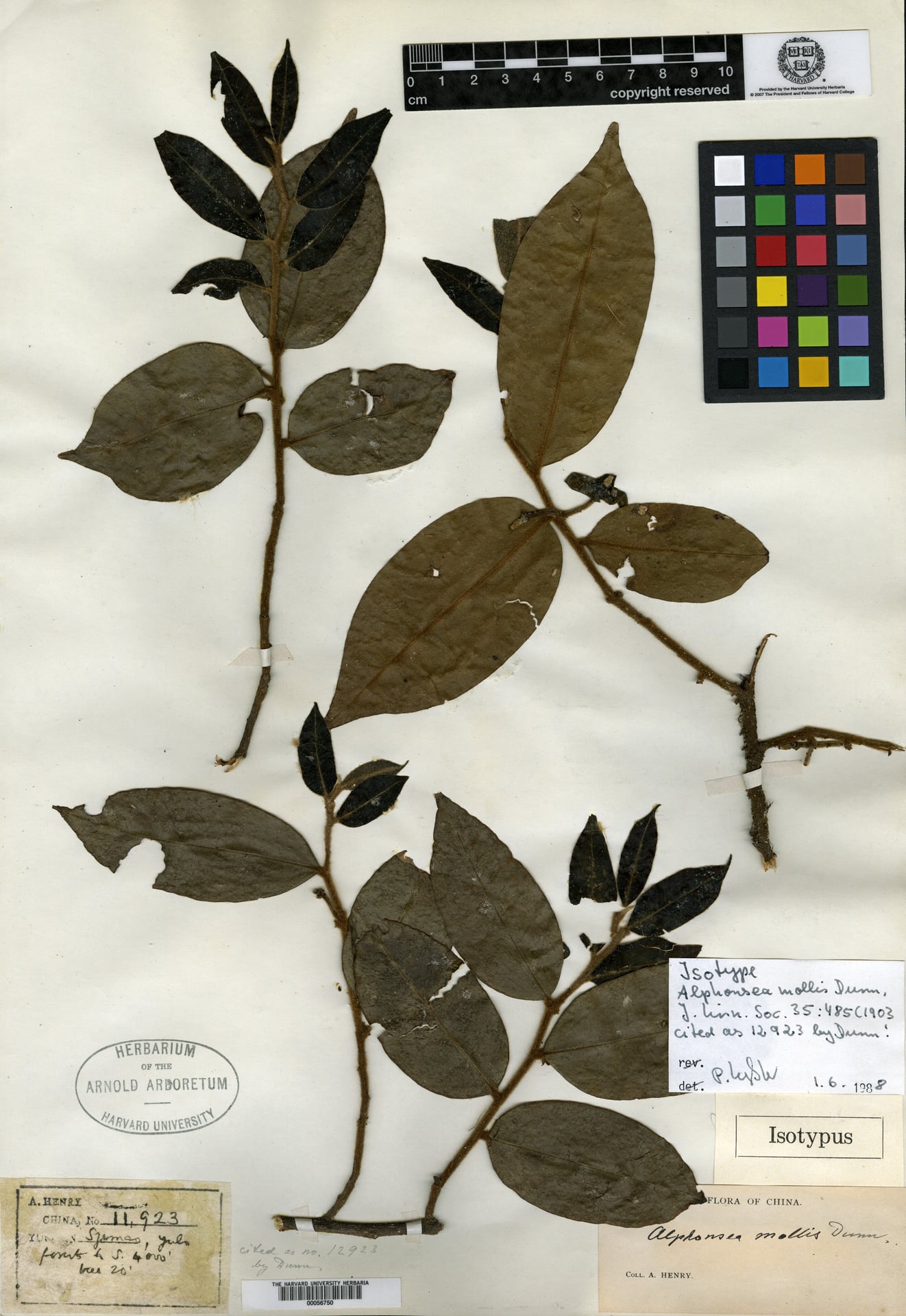 Alphonsea mollis