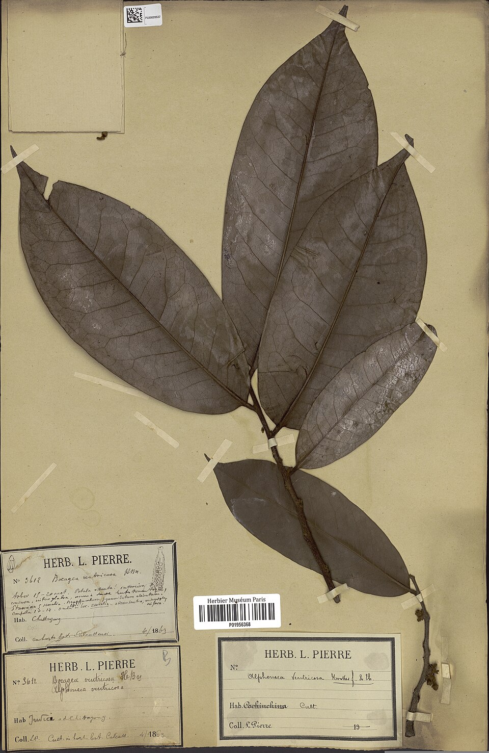 Alphonsea ventricosa