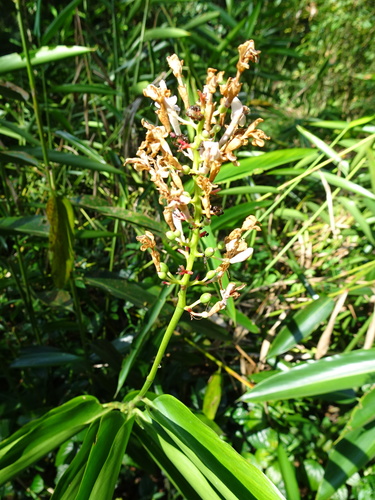 Alpinia aquatica (Aquatic galangal) — photo