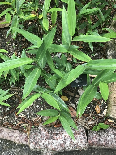 Alpinia aquatica (Aquatic galangal) — photo