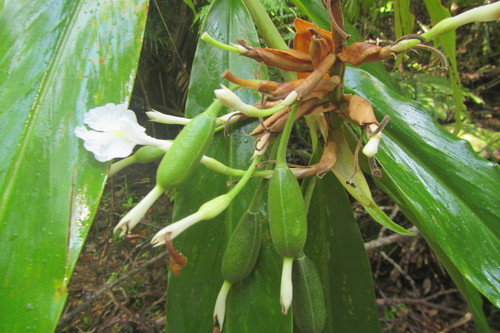 Alpinia arctiflora (Pleated ginger) — photo