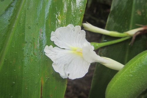 Alpinia arctiflora (Pleated ginger) — photo