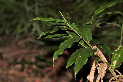 Alpinia arundelliana — photo