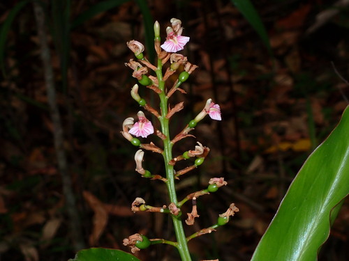 Alpinia arundelliana — photo
