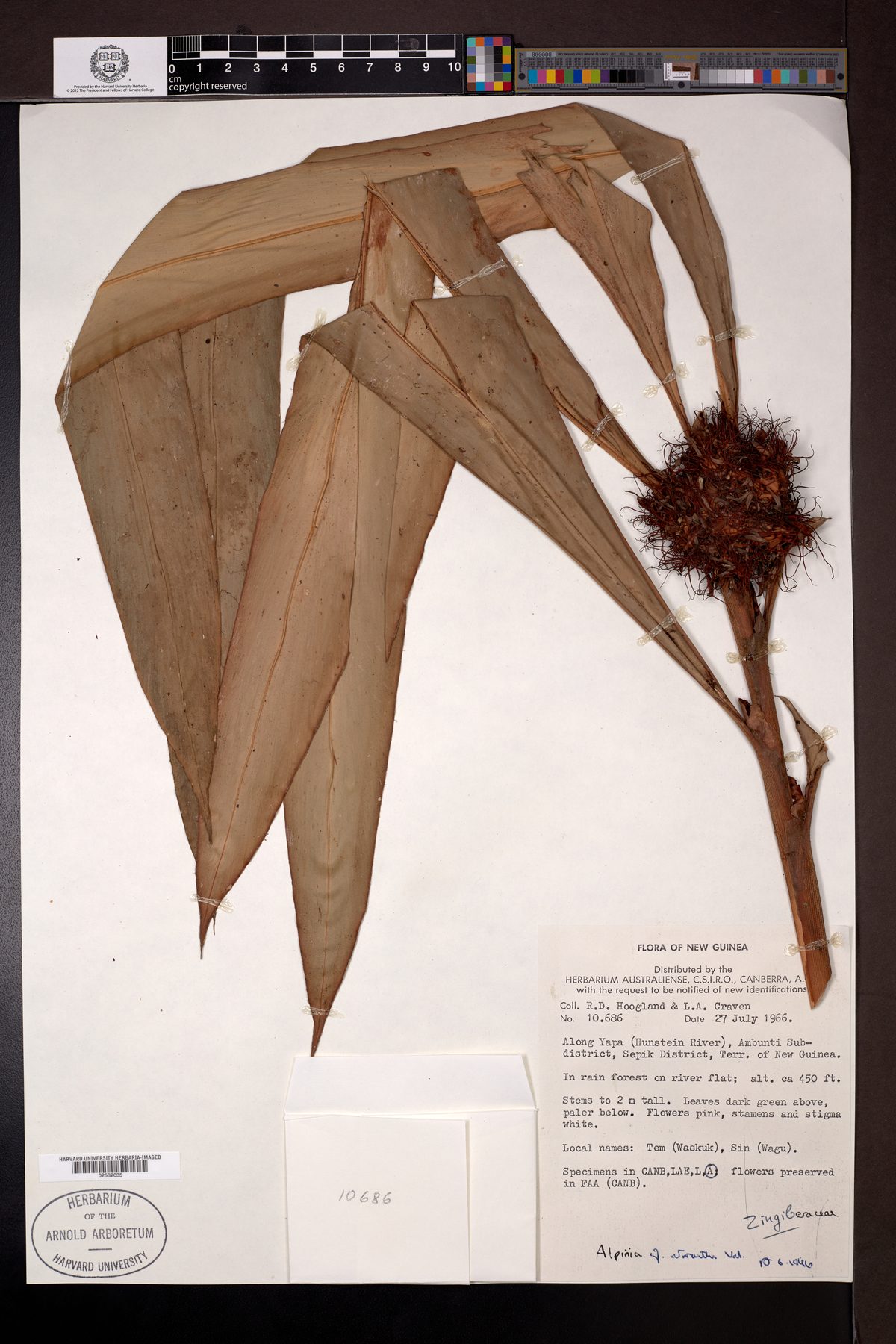 Alpinia athroantha — photo