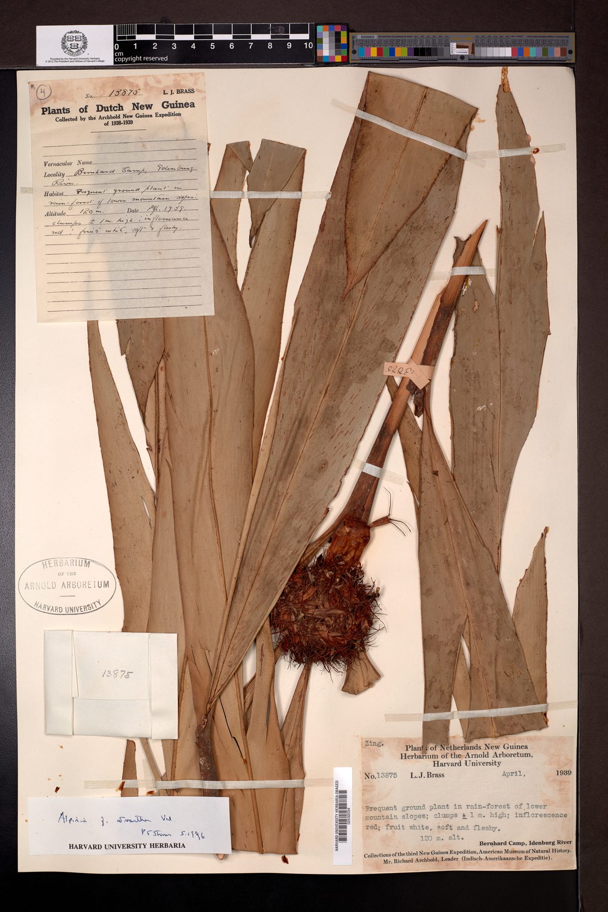 Alpinia athroantha — photo