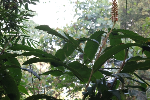 Alpinia blepharocalyx (Medu) — photo