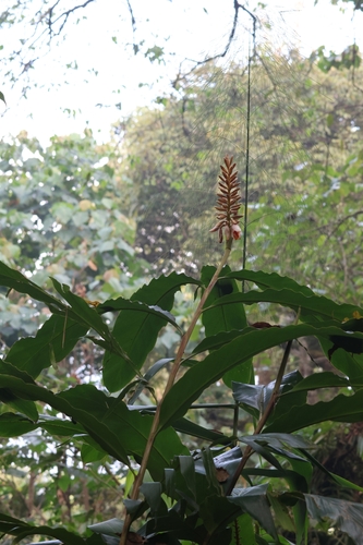 Alpinia blepharocalyx