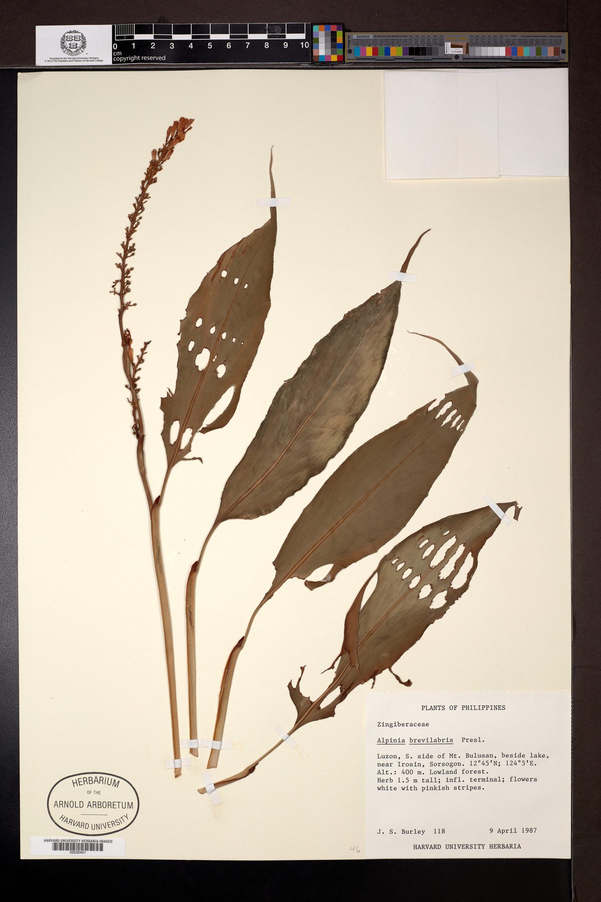 Alpinia brevilabris — photo