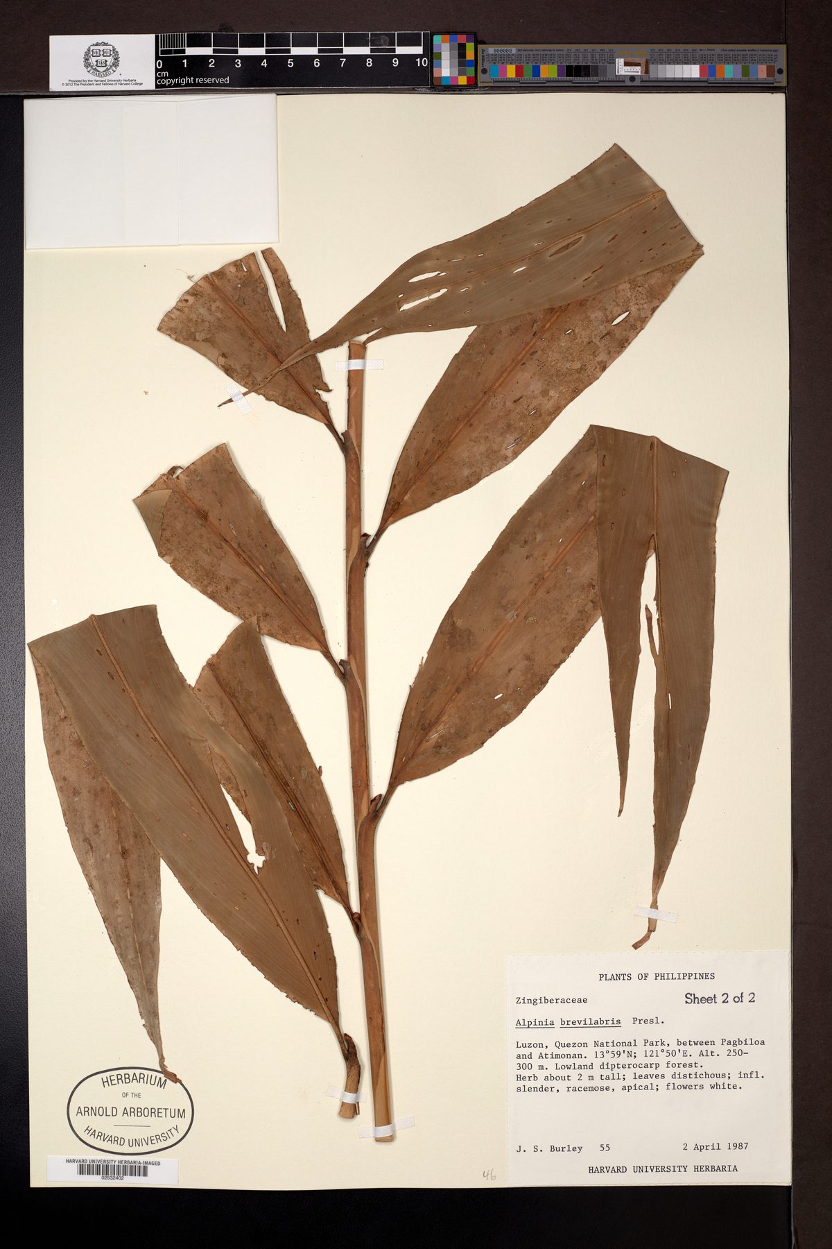 Alpinia brevilabris — photo