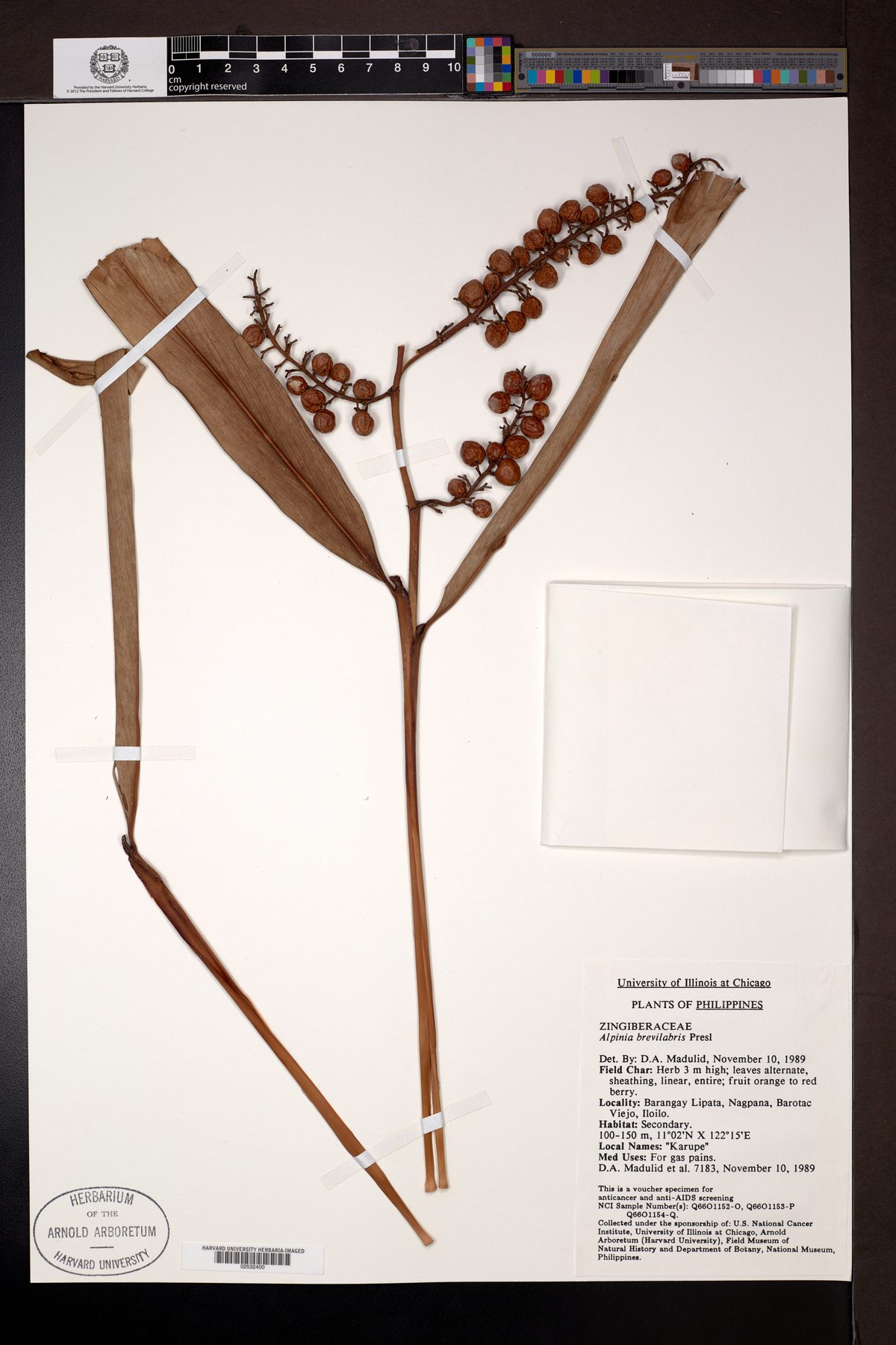 Alpinia brevilabris