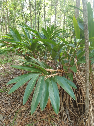 Alpinia caerulea (Blue Ginger) — photo