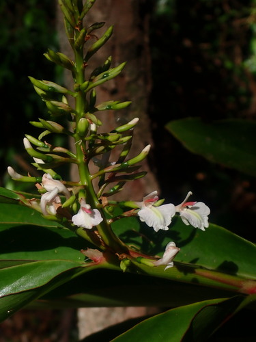 Alpinia caerulea (Blue Ginger) — photo