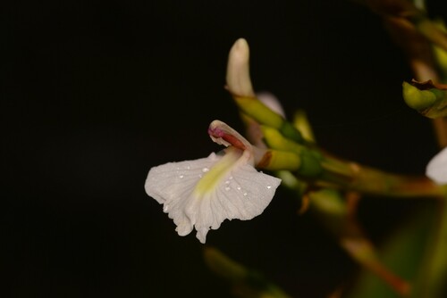 Alpinia caerulea