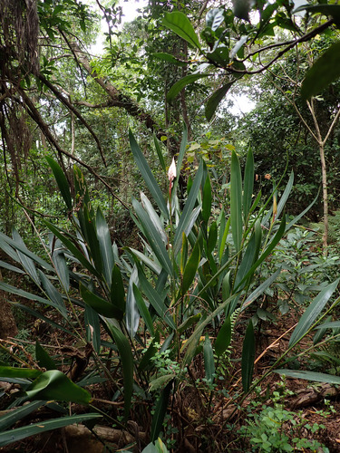 Alpinia calcarata (Indian ginger) — photo