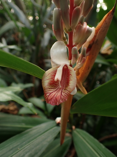 Alpinia calcarata (Indian ginger) — photo