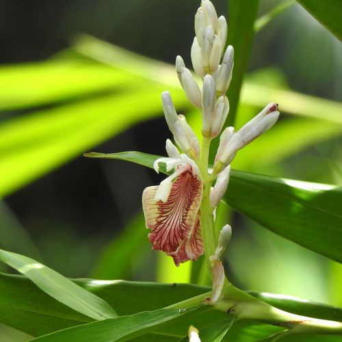 Alpinia calcarata