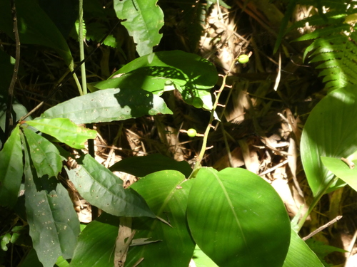 Alpinia chinensis — photo