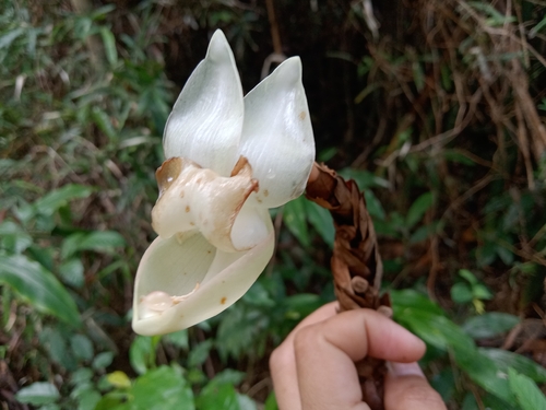 Alpinia elegans — photo