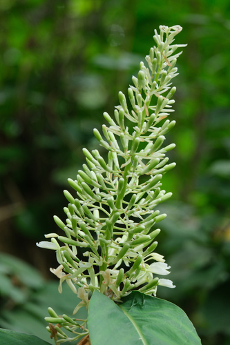 Alpinia galanga (Greater galangal) — photo