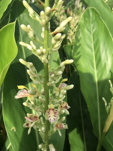 Alpinia galanga (Greater galangal) — photo