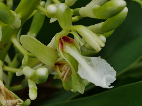 Alpinia galanga