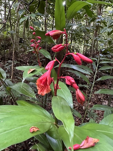 Alpinia glabra (Lalemas besai) — photo