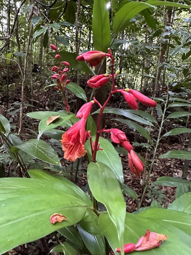 Alpinia glabra (Lalemas besai) — photo