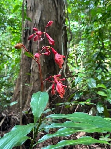 Alpinia glabra